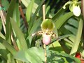 Exposici&oacute;n OVAL 2007 - Orqu&iacute;deas - 4