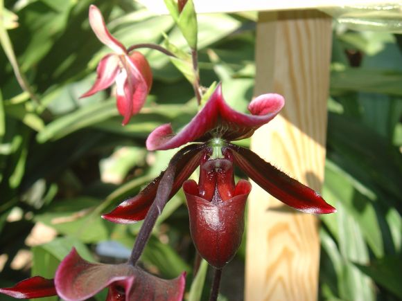 Exposición OVAL 2007 - Orquídeas - 5