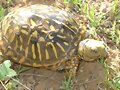 Terrapene ornata ornata - 1