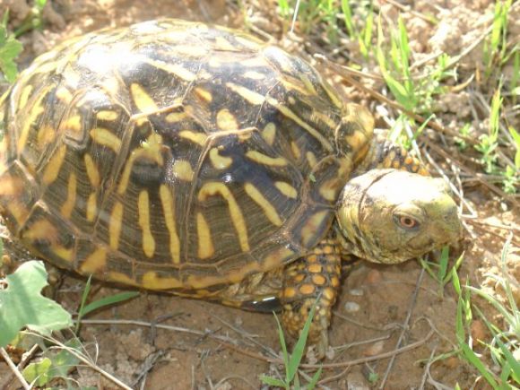 Terrapene ornata ornata - 1