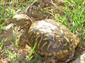 Terrapene ornata ornata - 2