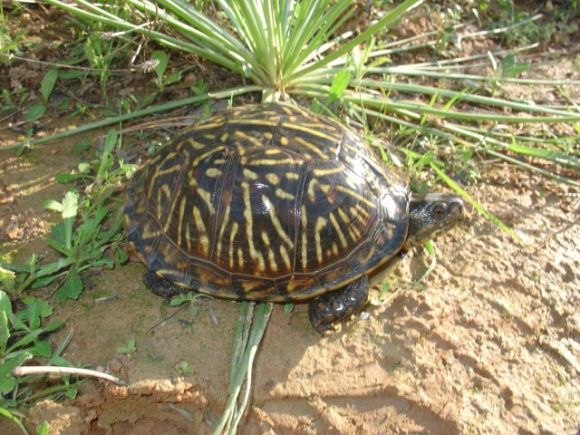 Terrapene carolina bauri hembra