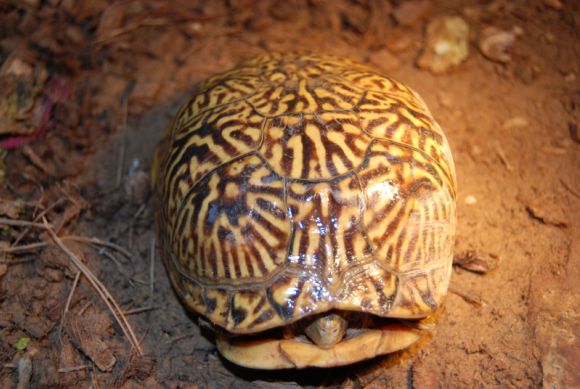 Terrapene ornata luteola hembra - 1