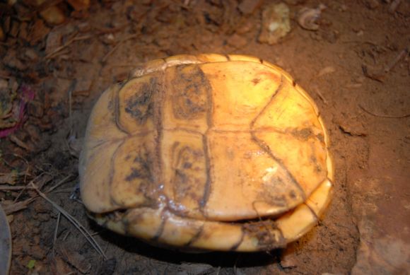 Terrapene ornata luteola hembra - 2