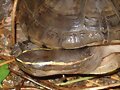 Cuora amboinensis