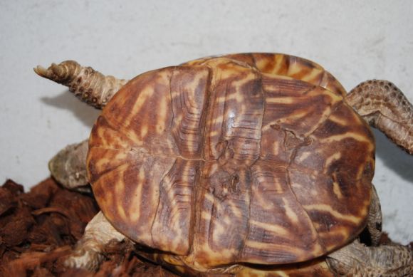 Terrapene ornata luteola macho - 2