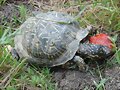 H&iacute;brido: Terrapene carolina triunguis x ornata 1