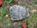 H&iacute;brido: Terrapene carolina triunguis x ornata 2