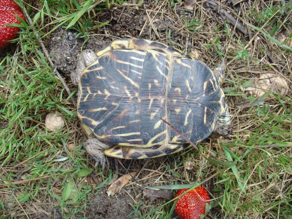 Híbrido: Terrapene carolina triunguis x ornata 2