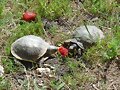 H&iacute;brido: Terrapene carolina triunguis x ornata 3