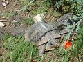 H&iacute;brido: Terrapene carolina triunguis x ornata 4