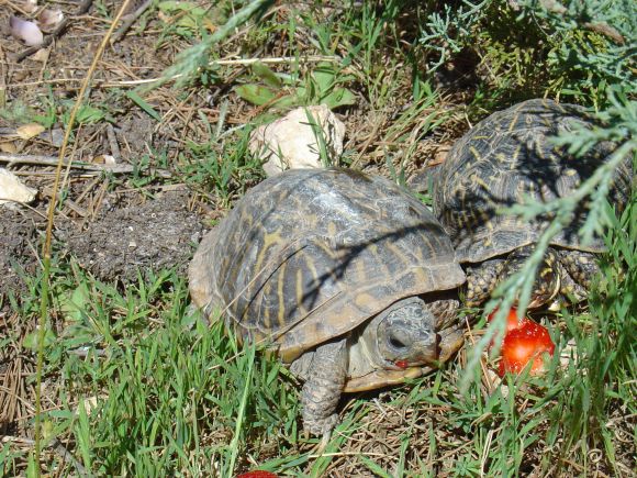 Híbrido: Terrapene carolina triunguis x ornata 4