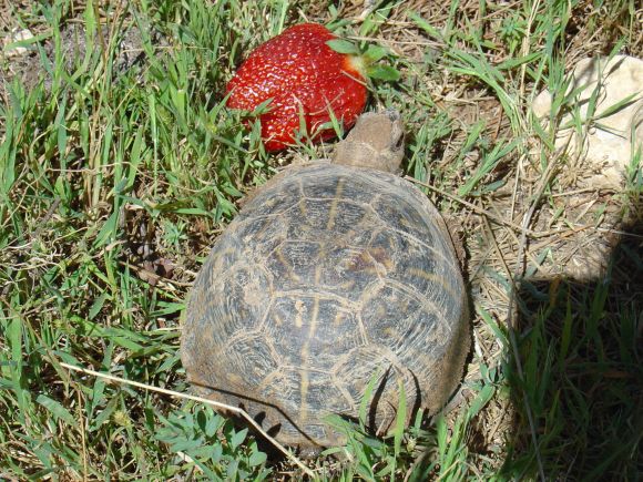 Terrapene ornata ornata hembra - 1