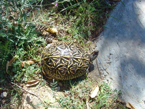 Terrapene carolina bauri hembra n2