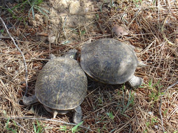 Terrapene ornata luteola, macho y hembra