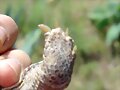 Terrapene ornata luteola, macho, pulgar oponible