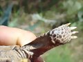 Terrapene ornata luteola, hembra, pulgar normal