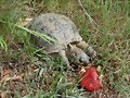 Terrapene ornata ornata, macho