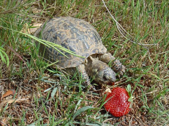 Terrapene ornata ornata, macho