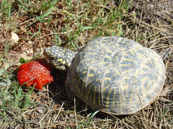 Terrapene ornata ornata, hembra