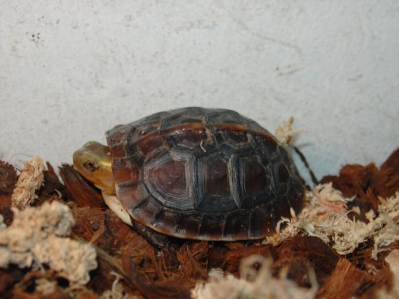 Cuora (Cistoclemmys) flavomarginata