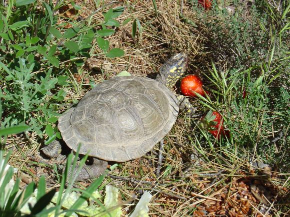 Terrapene carolina major - macho