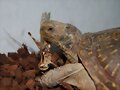 Terrapene ornata luteola, macho