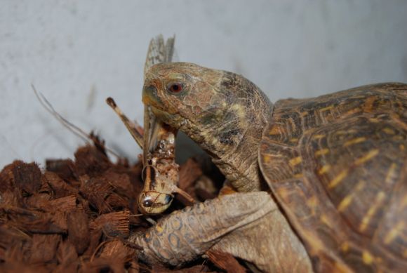 Terrapene ornata luteola, macho
