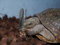 Terrapene ornata luteola, macho - 2