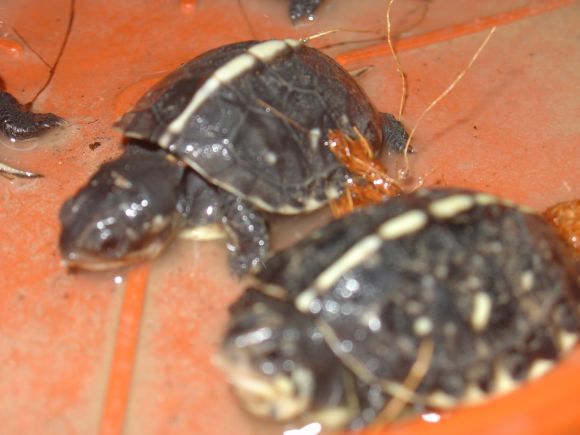 Terrapene carolina bauri - crias