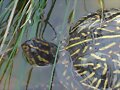 Tortugas al agua: Terrapene carolina bauri - 1
