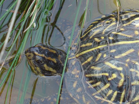 Tortugas al agua: Terrapene carolina bauri - 1