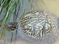 Tortugas al agua: Terrapene carolina bauri - 2