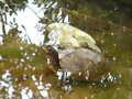 Tortugas al agua: Terrapene carolina triunguis - 1