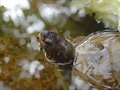 Tortugas al agua: Terrapene carolina triunguis - 2