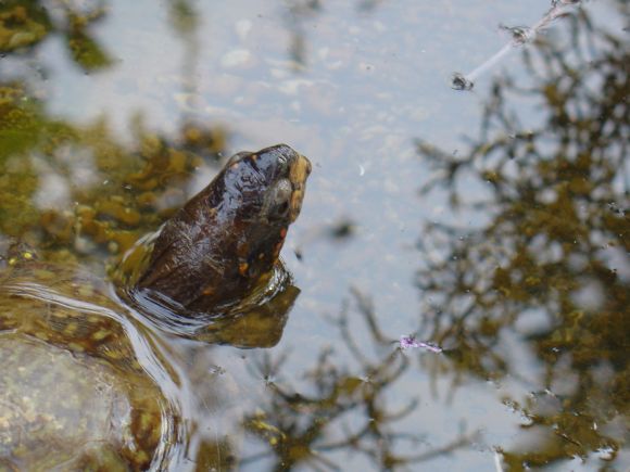 Tortugas al agua: Terrapene carolina triunguis - 3