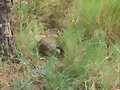 Terrapene ornata luteola, macho