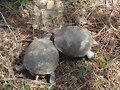 Terrapene ornata luteola, pareja