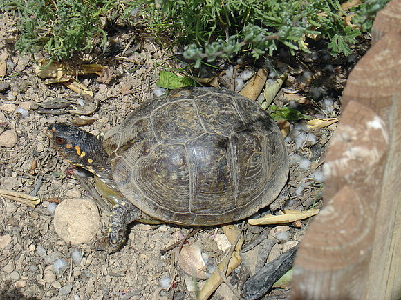 Terrapene carolina triunguis - hembras - 1