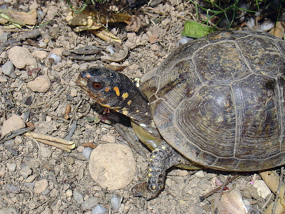 Terrapene carolina triunguis - hembras - 2