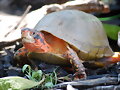 Terrapene carolina triunguis - macho - 2