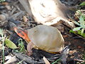 Terrapene carolina triunguis - macho - 3