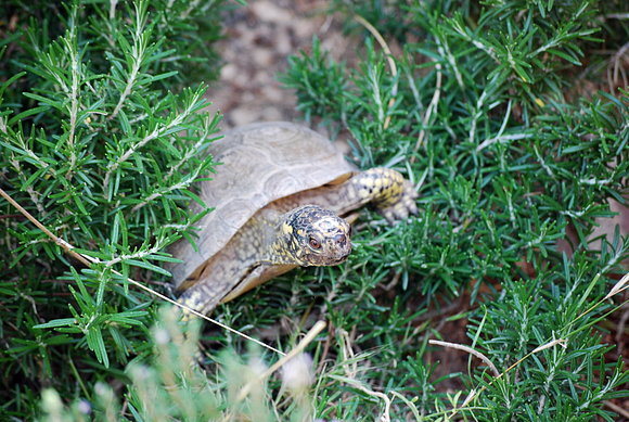 Terrapene carolina major - macho