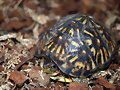 Terrapene carolina triunguis