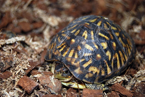 Terrapene carolina triunguis