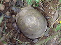 Puestas - Terrapene carolina triunguis