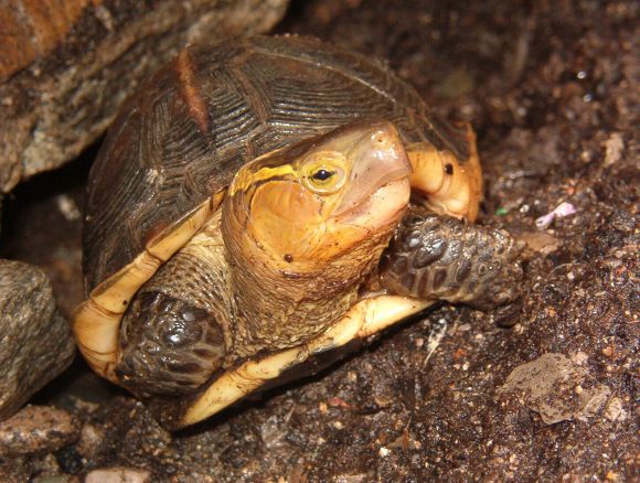 Cuora flavomarginata