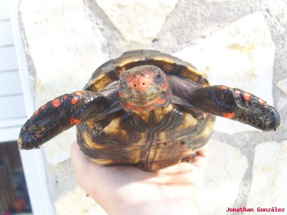 Geochelone carbonaria