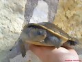 Elseya novaeguineae