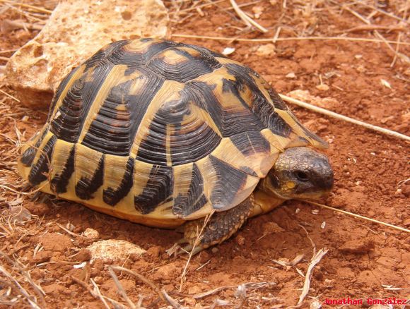 Testudo hermanni hermanni